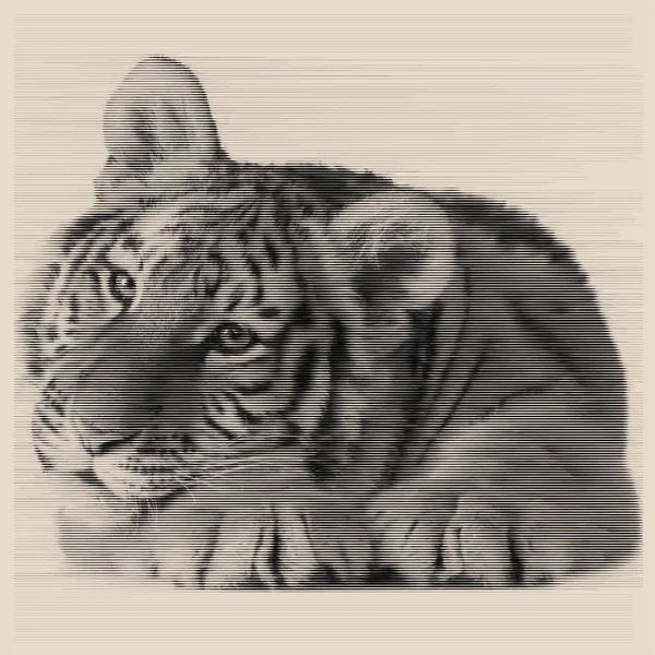 Голова кубик білий тигр симетричний, ескіз Векторна графіка чорно-білий малюнок — стоковий вектор