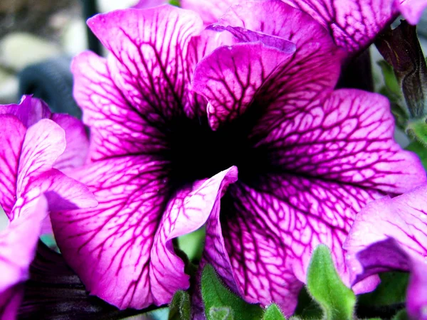 Flor Violeta Fechar Com Centro Preto — Fotografia de Stock