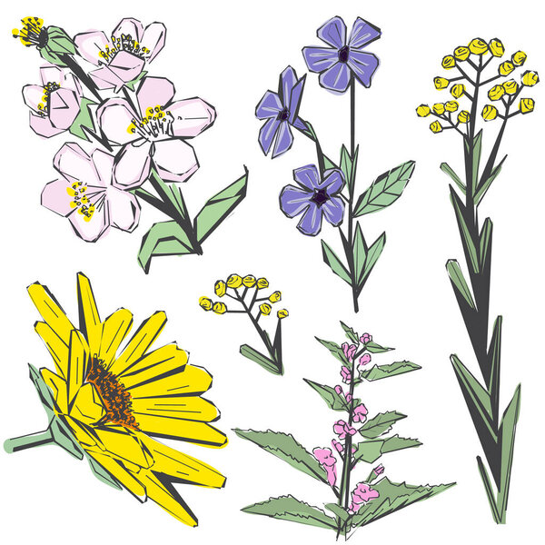 Set of vector herbs and wildflowers isolated on the white background. Botany. Vintage field flowers. Hand drawn decorative elements for the design of printing, souvenirs, wedding invitations, etc.