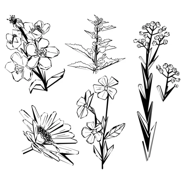 Ensemble Herbes Vectrices Fleurs Sauvages Isolées Sur Fond Blanc Botanique — Image vectorielle