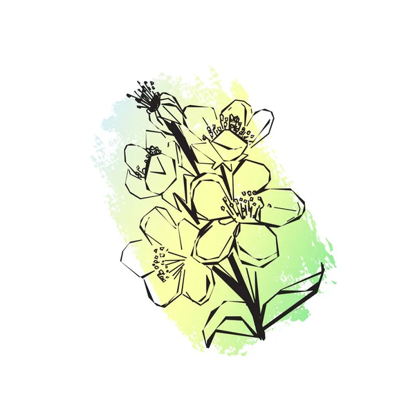 Άνοιξη Ανθοφορία Υποκατάστημα Στοιχείο Σχεδιασμού Φόντο Grunge Βερίκοκα Λουλούδια Στυλ — Διανυσματικό Αρχείο