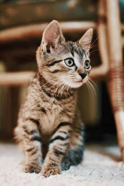 Cute little cat with green eyes — Stock Photo, Image