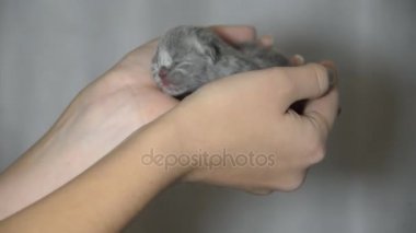 Bugün tarihi bir çocuk bir avuç boyutunu küçük kör kedi yavrusu