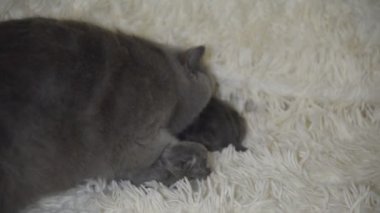 Bugün tarihi bir çocuk bir avuç boyutunu küçük kör kedi yavrusu