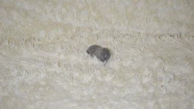 Bugün tarihi bir çocuk bir avuç boyutunu küçük kör kedi yavrusu