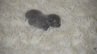 Bugün tarihi bir çocuk bir avuç boyutunu küçük kör kedi yavrusu