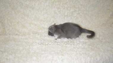 Bugün tarihi bir çocuk bir avuç boyutunu küçük kör kedi yavrusu