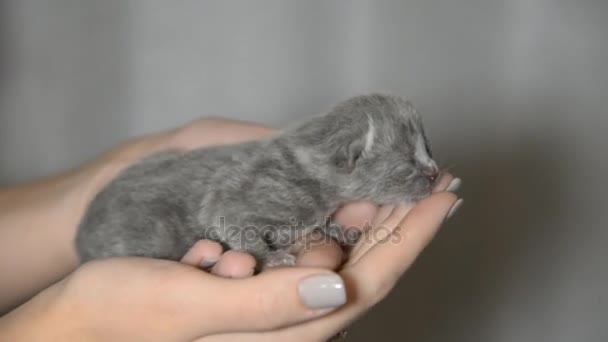 Gatitos Ciegos Nacidos Hoy Del Tamaño Una Palma Niño — Vídeo de stock