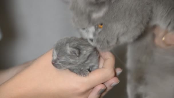 Bugün tarihi bir çocuk bir avuç boyutunu küçük kör kedi yavrusu