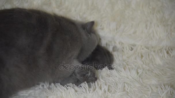 今日子の手のひらのサイズに生まれるブラインド子猫 — ストック動画