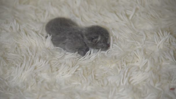 Маленькие Слепые Котята Рождённые Сегодня Размером Ладонь — стоковое видео