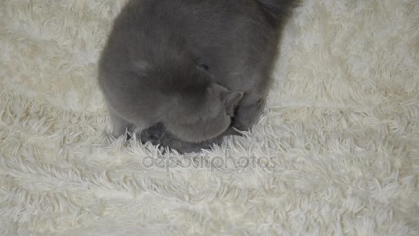 Gatitos Ciegos Nacidos Hoy Del Tamaño Una Palma Niño — Vídeos de Stock