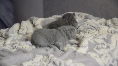 Oynama ve annemle yemek İskoç yavru kedi