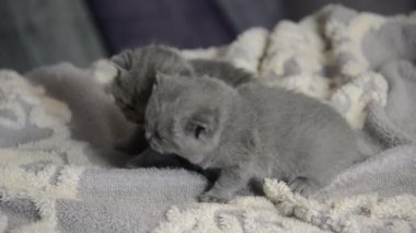 Bugün tarihi bir çocuk bir avuç boyutunu küçük kör kedi yavrusu