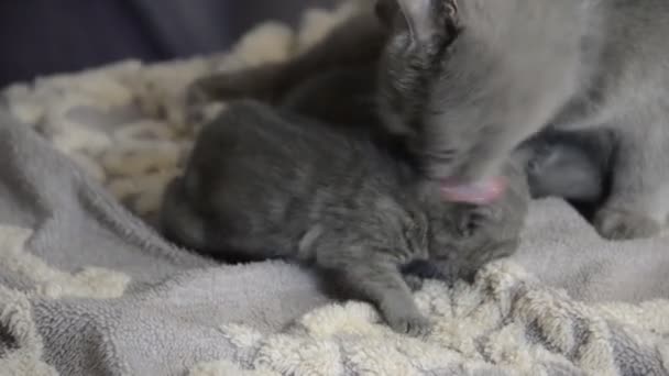 Scottish Kittens Playing Eating Mom — Stock Video