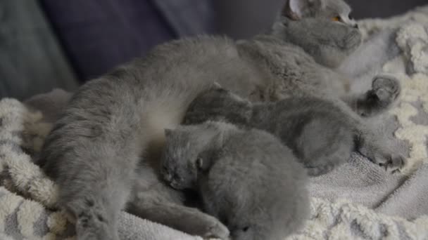 Schotse Kittens Spelen Eten Met Mama — Stockvideo