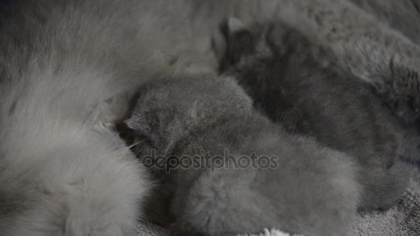 Schotse Kittens Spelen Eten Met Mama — Stockvideo