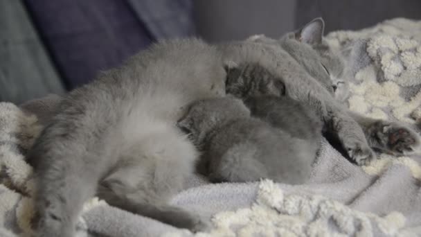 スコティッシュ子猫再生とお母さんと食べる — ストック動画