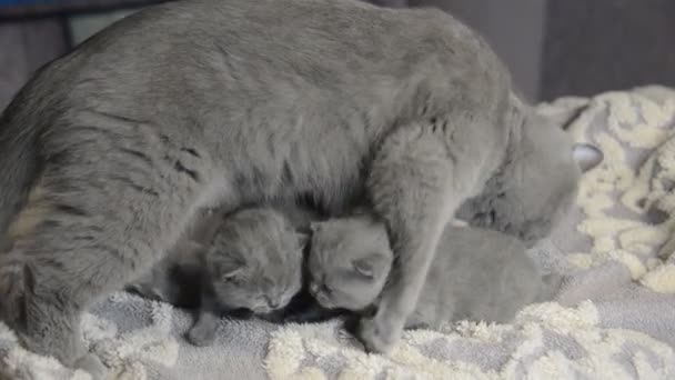 Schottische Kätzchen Spielen Und Essen Mit Mama — Stockvideo