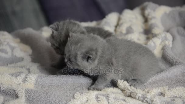 Gatitos Ciegos Nacidos Hoy Del Tamaño Una Palma Niño — Vídeo de stock