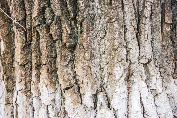 Фон, текстура, кора дерева, столітні дуби — стокове фото