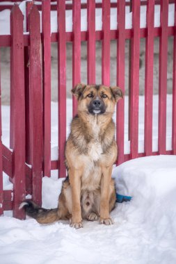 bahçede köpek, kapı girişinde koruma