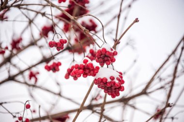 Berry şifa donmuş Rowan, guelder rose, kışın, dal üzerinde