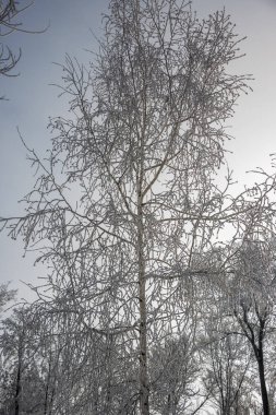 soğuk, Rus kış, donmuş ağaçlar kar ile kaplı ağaç