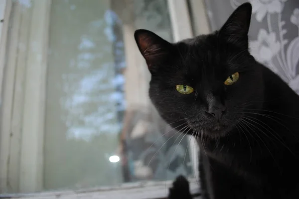 Gatto nero seduto sul grasso della finestra — Foto Stock