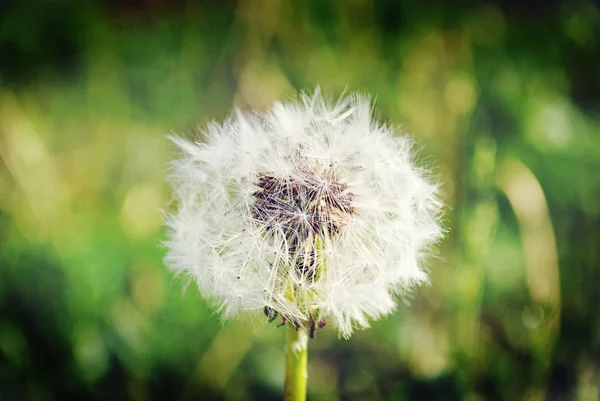 Campo diente de león floreció en la pradera — Foto de Stock