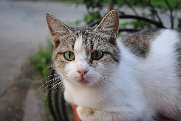 Den inhemska katten ansikten — Stockfoto