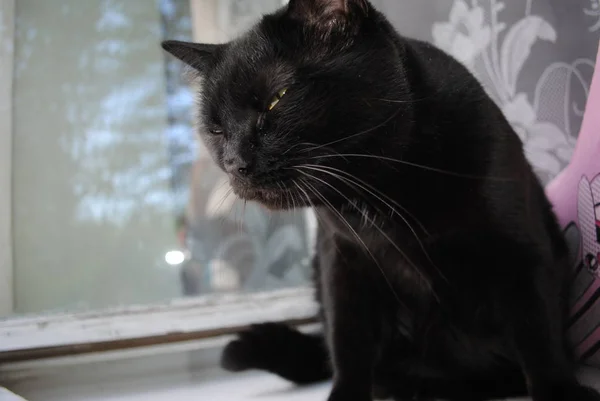 Zwarte kat, zittend op het venster — Stockfoto