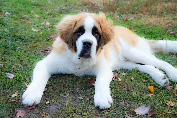 Собака Сен-Бернар на траві — стокове фото