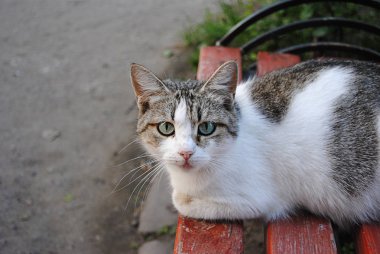 Bir bankta oturan yalnız kedi