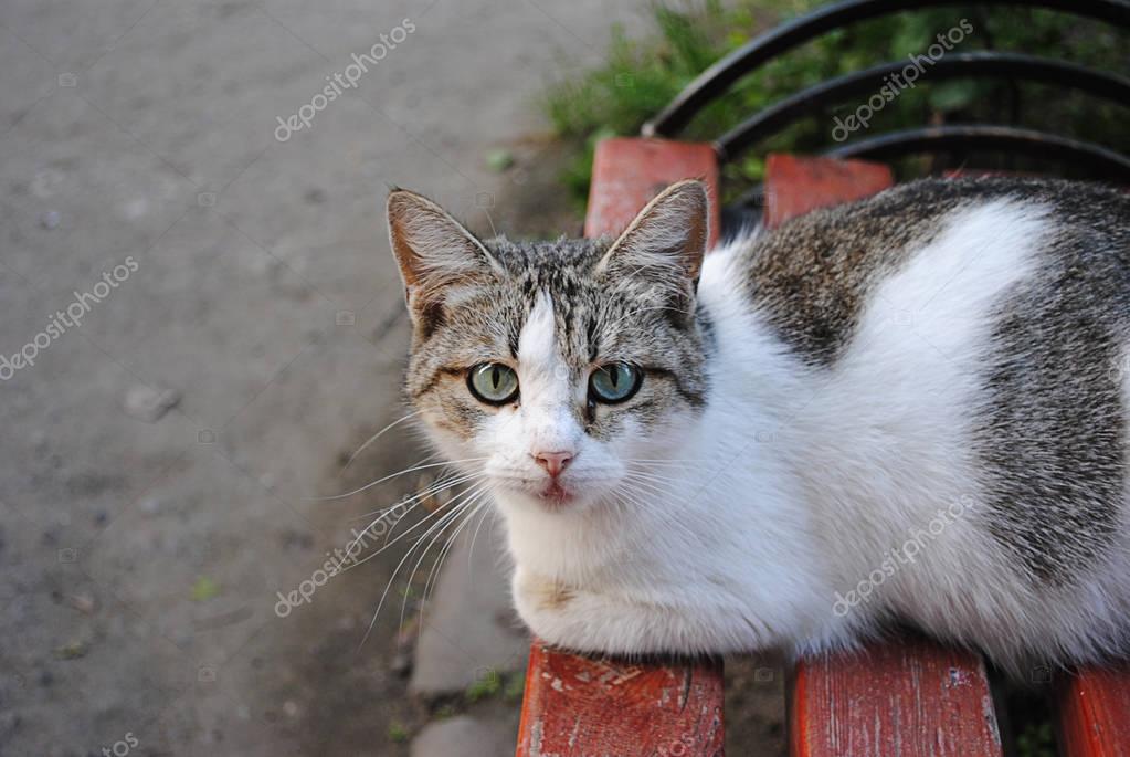 A lone cat sitting on the bench, looks you in the eye