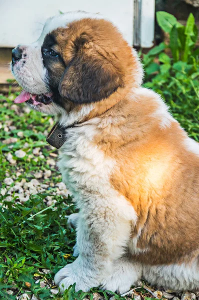 Dog Saint Bernard puppy portrait — Stock Photo, Image