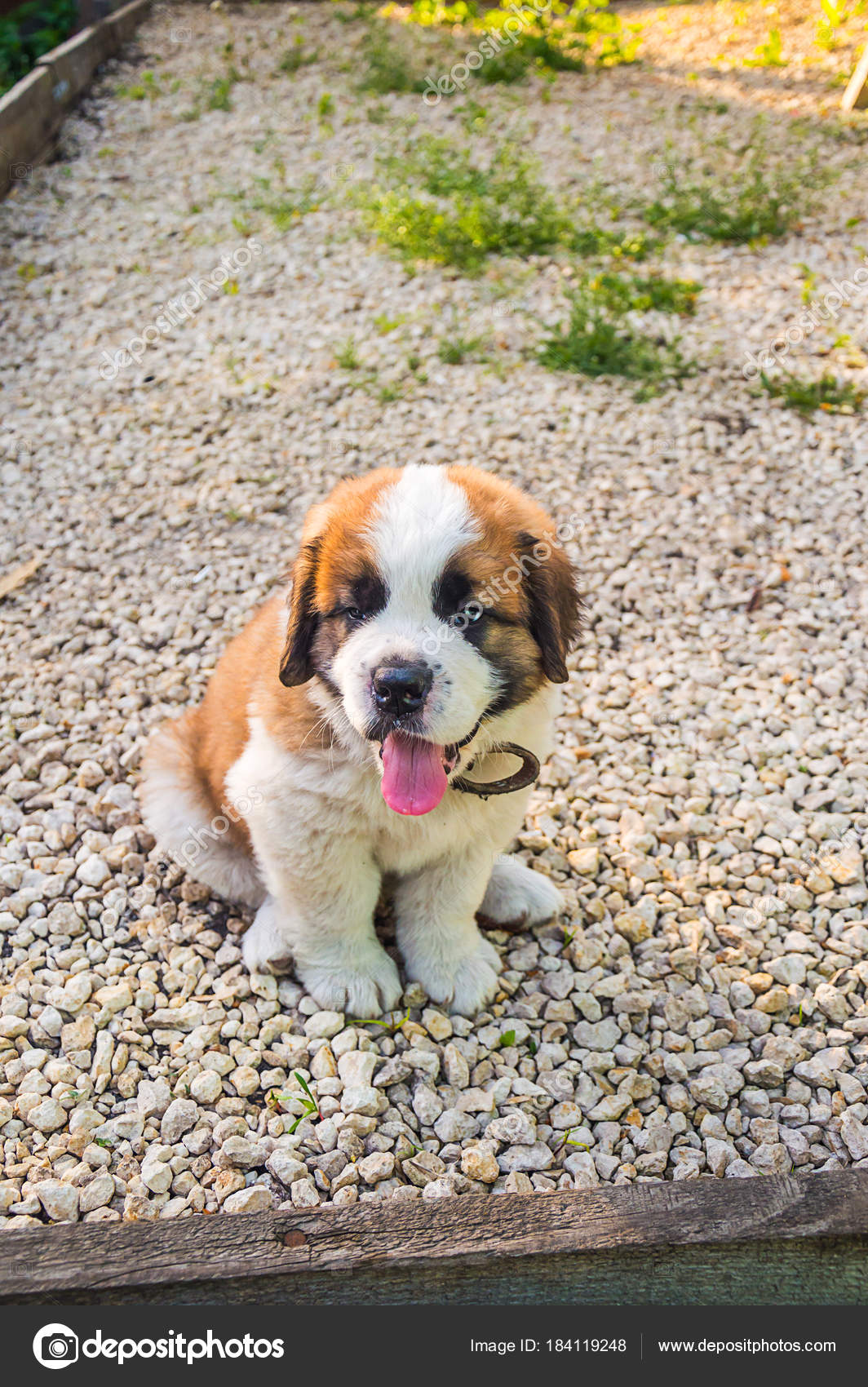 Are St Bernards Good Family Dogs