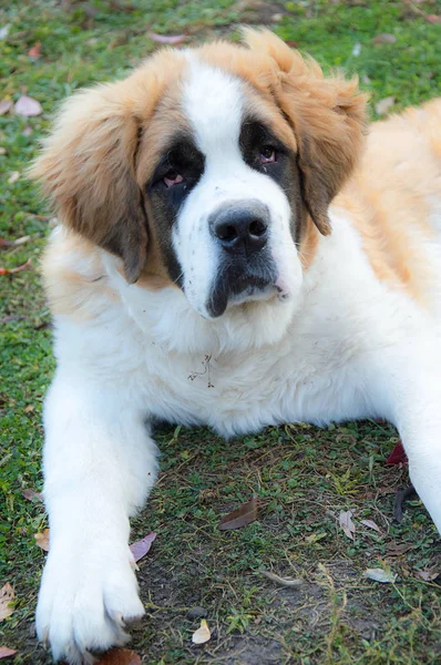 Dog St. Bernard in the grass adult, a portrait — Stock Photo, Image