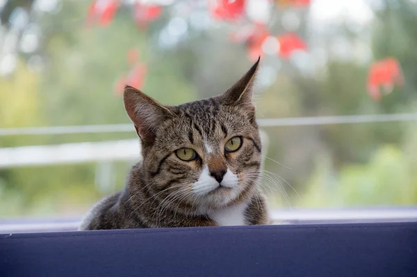 Gatto domestico ritratto di un animale domestico — Foto Stock