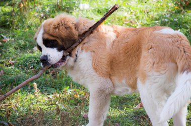 St. Bernard köpeği bir sopayla çalış