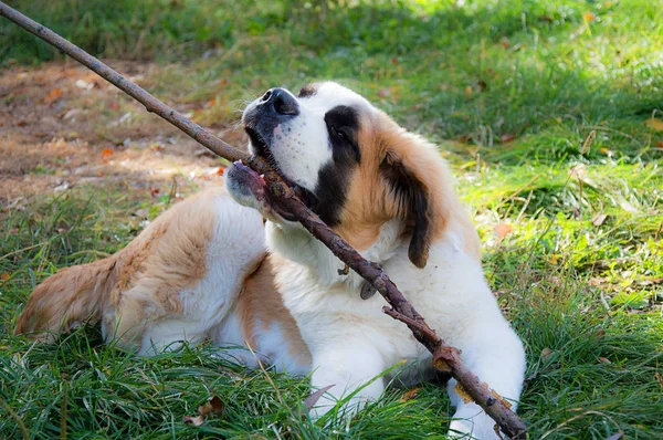 San Bernardo perro juega con un palo —  Fotos de Stock
