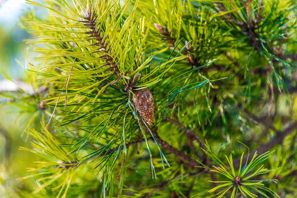 Bumps on spruce branch — Stock Photo, Image