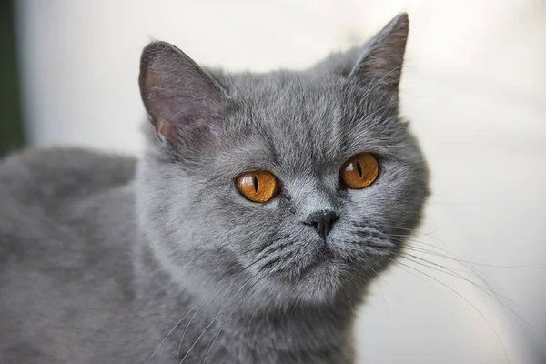 Retrato de gato escocês — Fotografia de Stock