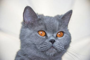 İskoç kedi portre