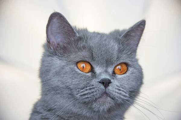 Retrato de gato escocés —  Fotos de Stock