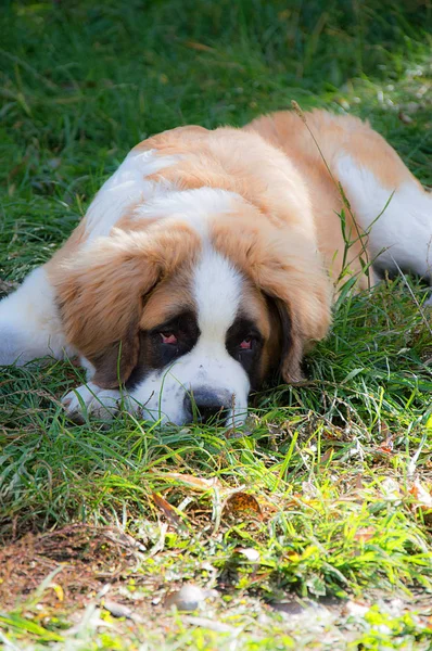 Bir Saint Bernard çalış köpek yavrusu olduğunu — Stok fotoğraf