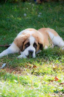 Bir Saint Bernard çalış köpek yavrusu olduğunu