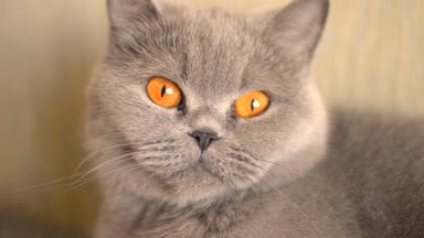 Gri kedi onun kafa döner