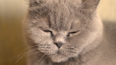 Gri kedi onun kafa döner