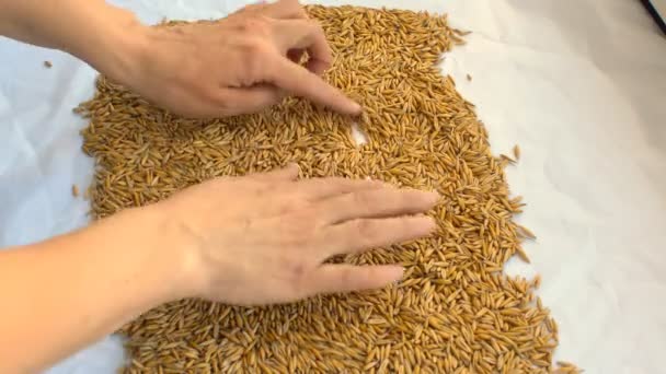 여자 손도 손의 곡물 — 비디오